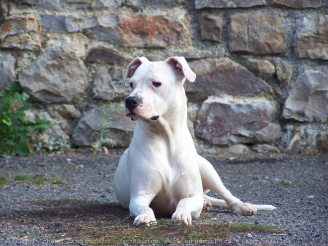 Photo de Dogue argentin