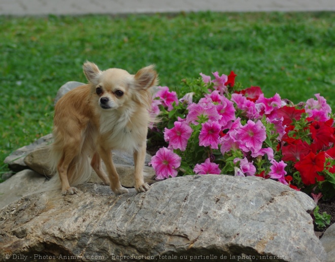 Photo de Chihuahua  poil long