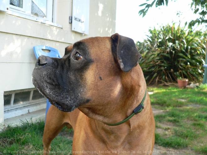 Photo de Boxer