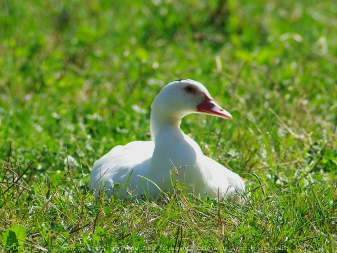 Photo de Canard