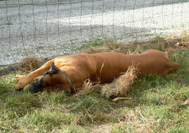 Photo de Boxer