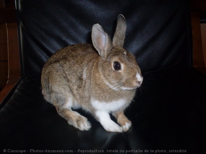 Photo de Lapin