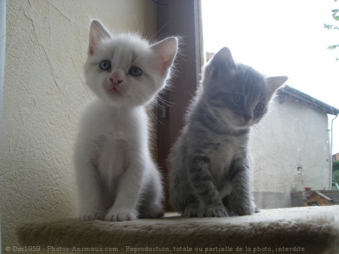 Photo de Chat domestique