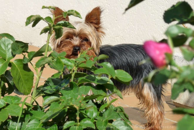 Photo de Yorkshire terrier