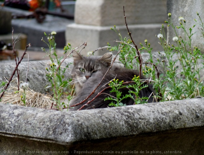 Photo de Chat domestique