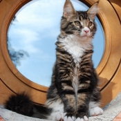 Photo de Maine coon