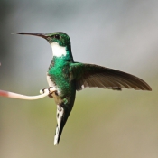 Photo de Colibri