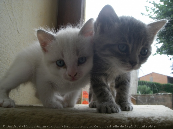 Photo de Chat domestique