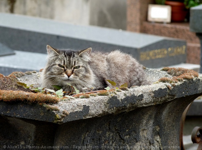 Photo de Chat domestique