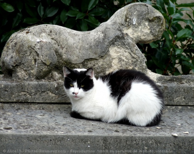 Photo de Chat domestique