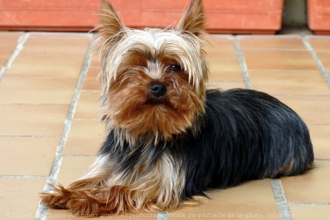 Photo de Yorkshire terrier