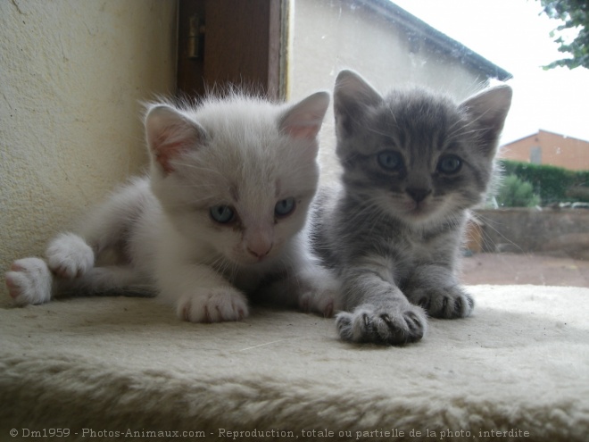 Photo de Chat domestique