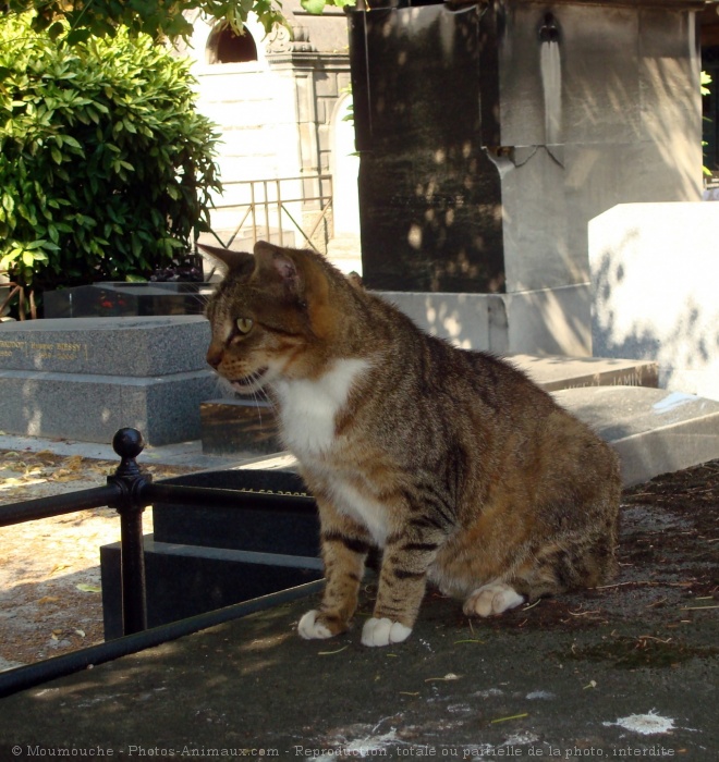 Photo de Chat domestique