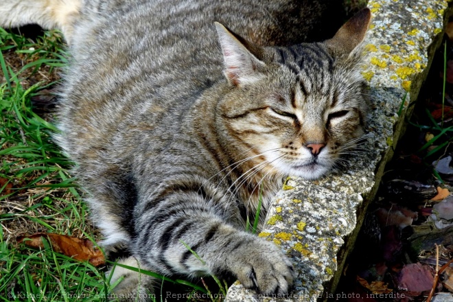 Photo de Chat domestique