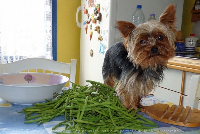 Photo de Yorkshire terrier