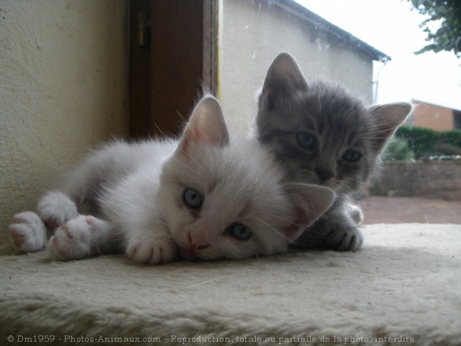 Photo de Chat domestique