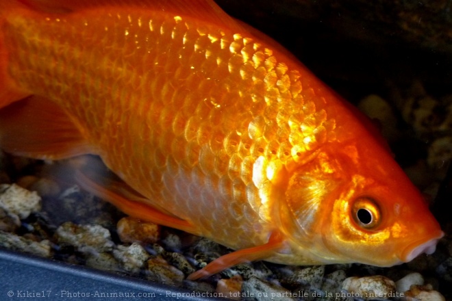 Photo de Poissons rouges