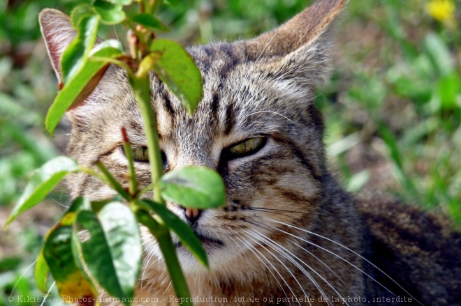 Photo de Chat domestique