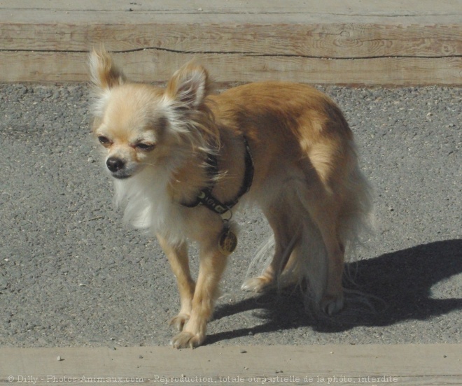 Photo de Chihuahua  poil long