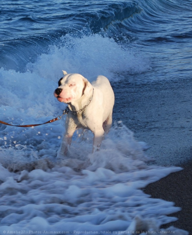 Photo de Dogue argentin