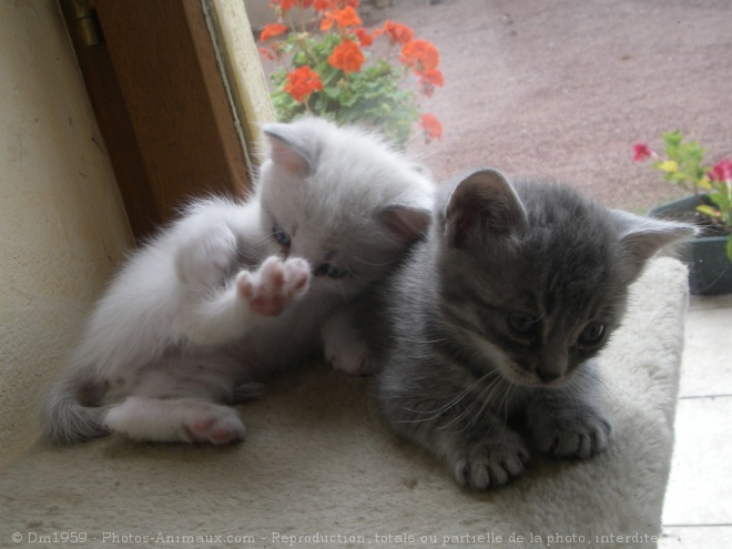 Photo de Chat domestique