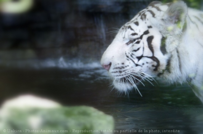 Photo de Tigre