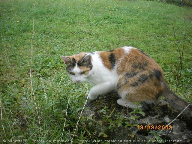 Photo de Chat domestique