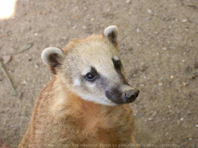 Photo de Coati