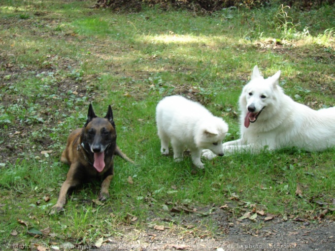 Photo de Berger blanc suisse