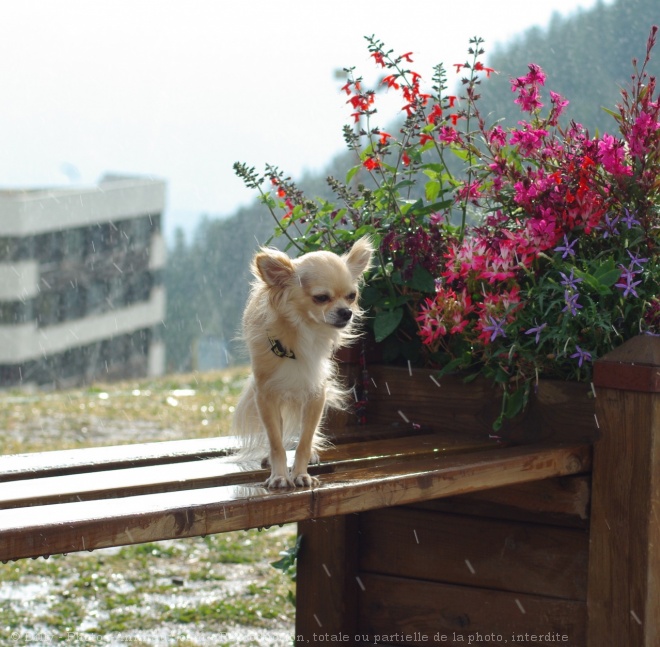 Photo de Chihuahua  poil long