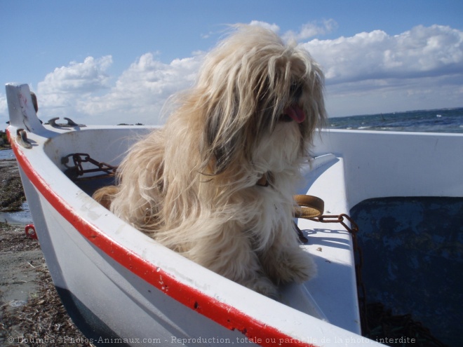 Photo de Shih tzu