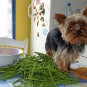 Photo de Yorkshire terrier