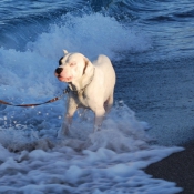 Photo de Dogue argentin