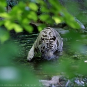 Photo de Tigre