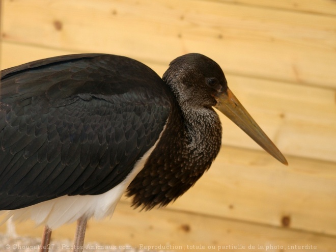 Photo de Cigogne