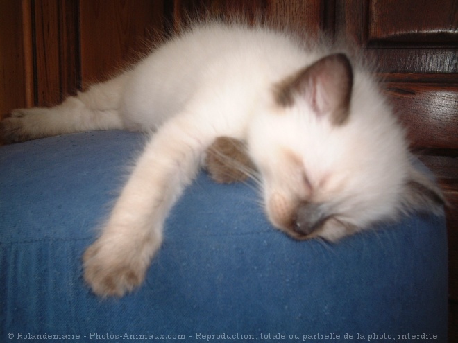 Photo de Ragdoll