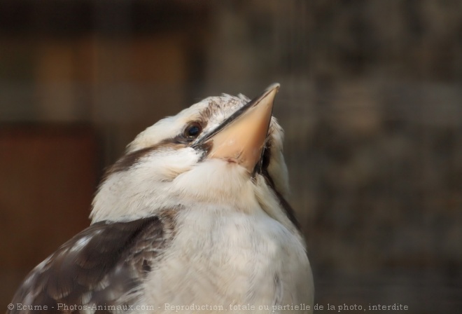 Photo de Martin chasseur gant