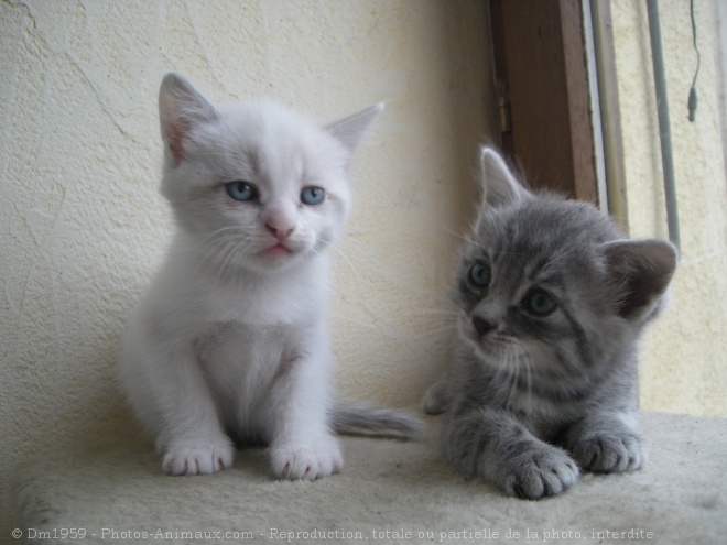 Photo de Chat domestique