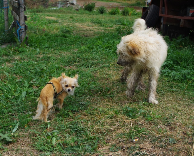 Photo de Chihuahua  poil long