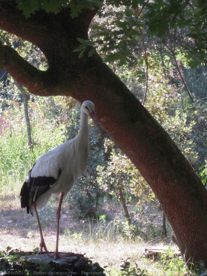 Photo de Cigogne