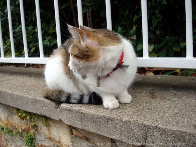 Photo de Chat domestique