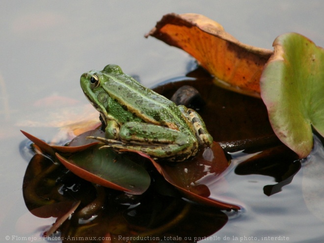 Photo de Grenouille