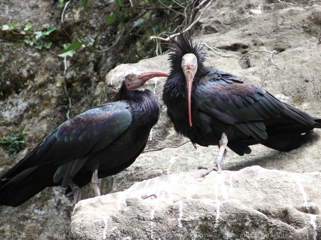 Photo d'Ibis chauve