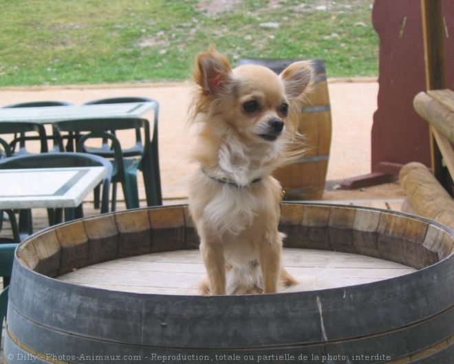 Photo de Chihuahua  poil long