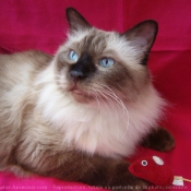 Photo de Sacr de birmanie