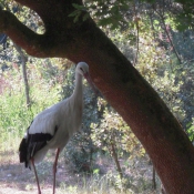 Photo de Cigogne