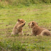 Photo de Lion