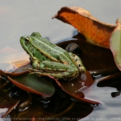 Photo de Grenouille