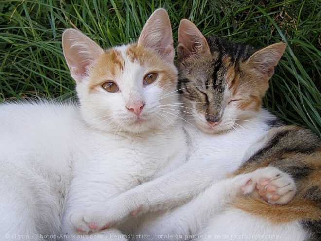 Photo de Chat domestique