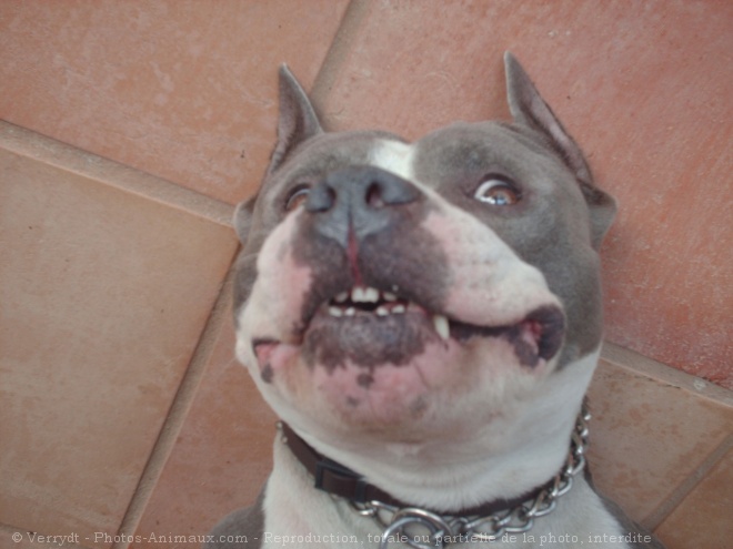 Photo d'American staffordshire terrier